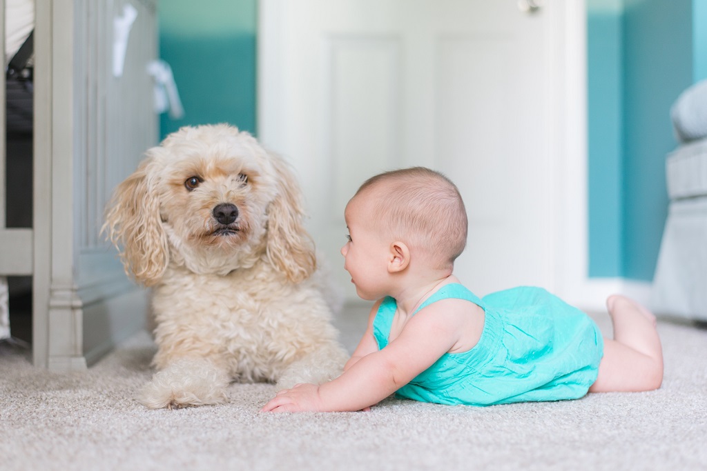 Introducing Your Dog to Your New Baby